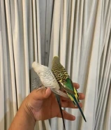 سلام عليكم للبيع زوج طيور ربوه. حب لون جميل مع القفص النوع استرالي