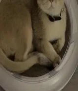 ذكر سكوتش ستريت مو تبني