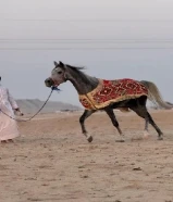 للبيع فرس بولش