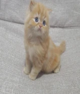 كيتن برتش وكيتن مون فيس