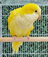 البيع كويكر (بغباء الراهب لاتيني ) الطير هدد داخلي.. فل ربوه مايعض.................................