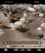 للبيع فروخ عربي