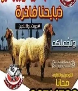قصاب تحت طيب ذبح توصيل الى المنزل66714788