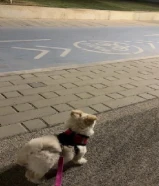 جلب مالتيز للبيع