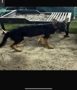 حط سعرك وشيلGerman Shepherd