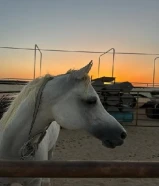 للبيع احصان بلدي