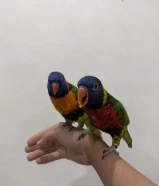 للبيع زوج لوري