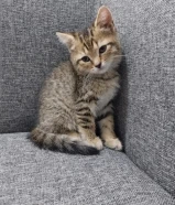 قط نوع تابي بني/رمادي صغير للبيع