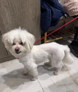 وجدت كلب مفقود في الجابريه