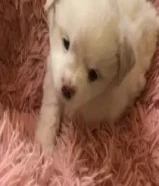 للييع يراوه زينه اعمارهم شهر