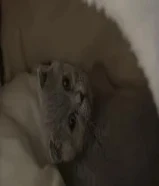 انثى سكوتش فؤاد عمرها 3 اشهر