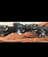 للبيع يورك شاير