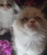 لمحبي القطط سلاله مميزه... بيع... كتن ذكور عمر شهرين و 10 ايام واحد راغدول والثاني سيامي