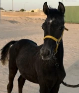 مهر بلدي للبيع شرط السلم مهر لعوب وموالف