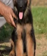 مطلوب كلب جيرمن لونق هير