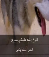 للبيع الكلاب