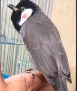 بلابل عراقيه ربوه