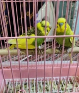 Love birds for sale