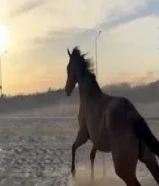 خيل انقليزي رفيع للبيه90924260