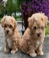 Maltipoo puppies available( جراء مالتيبو متوفرة)