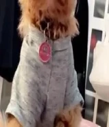 انثى توي بول للبيع