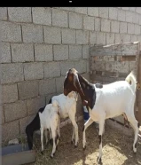 عنز هجين متاومة