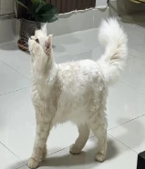 قطة للتبني