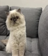 Looking for a loving home for my beloved cat