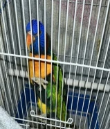 للبيع طائر لوري اليف ربوة انثى مع قفصين، القفص الاساسي وبيت داخله للطير، وقفص صغير في حال تريد غسل..