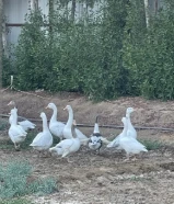 للبيع اوز كندي