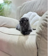 قط ذكر سكوتش فولد عمره 3 شهور