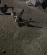 دجاج شرط بياض وفيهم ديج اندنوسي