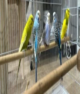 طيور حب بيعه كاملة