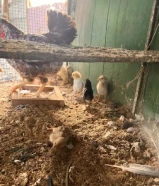 للبيع دجاج عربي مع فروخه