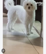 Female Maltese for sale