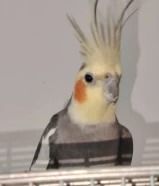 حولي