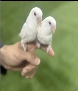 لوفبيرد البينو ربوه قويه ياكل بروحه