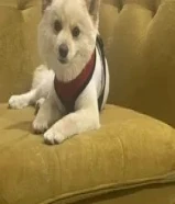 للبيع كلب بومرينيان