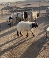 للبيع طلي تحت امه