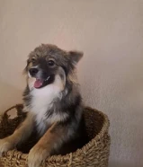 Mixed breed