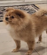 كلاب بوميرينيان