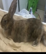 Rabbit for sale