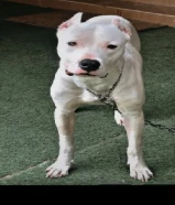 دوجو ارجنتيني ذكر 12 شهر حرارة DOGO