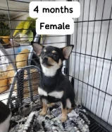 Pure Mini chihuahua