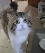 Persian cat available