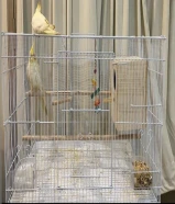 سلام عليكم للبيع. زوج كروان مع القفص ربوه الكروان والله غالي علي. الصامل ما أقصر معاه