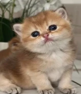 للبيع كيتن عمره شهرين برتش شورت هير و واحد سكوتش فولد بيور قولد قابل للمساومه