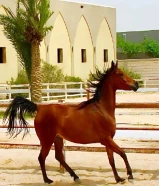 للبيع خيل فرس ومهره عربي اصيل بيور