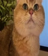 للتبني قط بريتش شورت هير