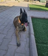 مالينو للبيع